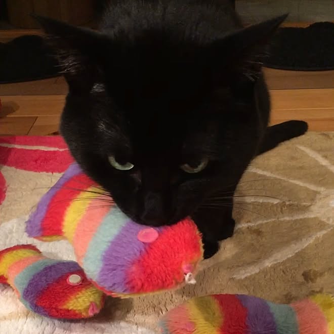 リビング ダイソー魚ぬいぐるみ 黒猫のインテリア実例 17 07 07 22 31 23 Roomclip ルームクリップ