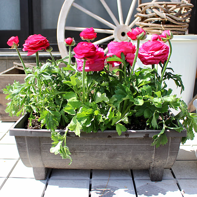 春の花 賃貸アパート専用庭 庭 プランター ラナンキュラス などのインテリア実例 19 03 16 13 42 10 Roomclip ルームクリップ