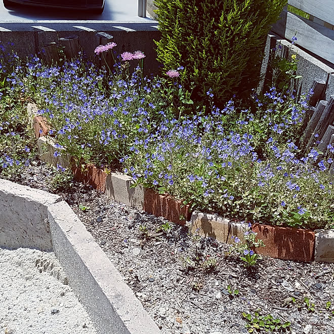 リビング 庭 手作り花壇 てづくりの庭 ベロニカミッフィーブルート などのインテリア実例 19 05 12 19 31 00 Roomclip ルームクリップ