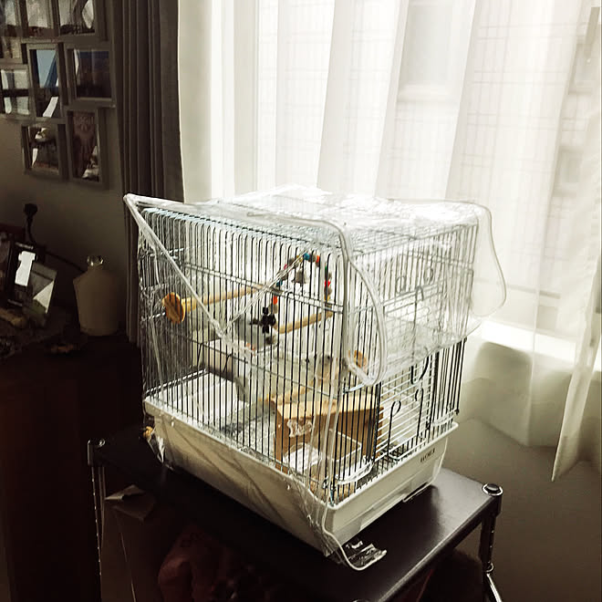 リビング 十姉妹 ジュウシマツのインテリア実例 18 02 01 12 09 09 Roomclip ルームクリップ