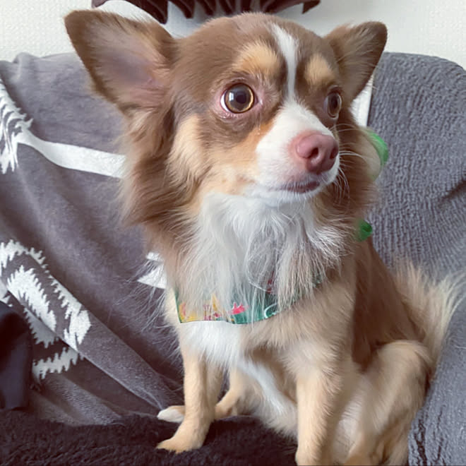 ペットわ家族 わんこと暮らす家 愛犬と暮らす家 犬と暮らす チョコタンチワワ などのインテリア実例 12 07 18 37 50 Roomclip ルームクリップ