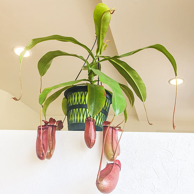 壁 天井 ウツボカズラ 一人暮らし 多肉植物 食虫植物 などのインテリア実例 17 08 12 15 09 44 Roomclip ルームクリップ