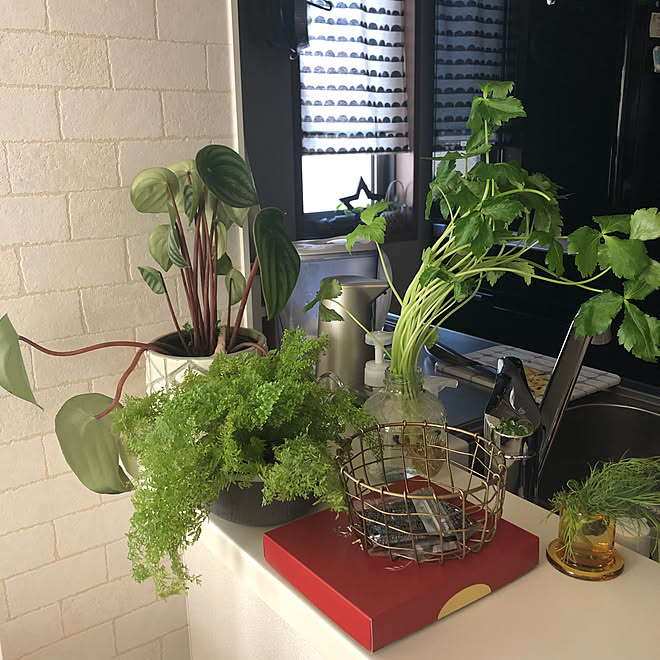 カウンターキッチン/朝活/丁寧な暮らし/和を感じる生活/観葉植物...などのインテリア実例 - 2019-11-20 07:53:26