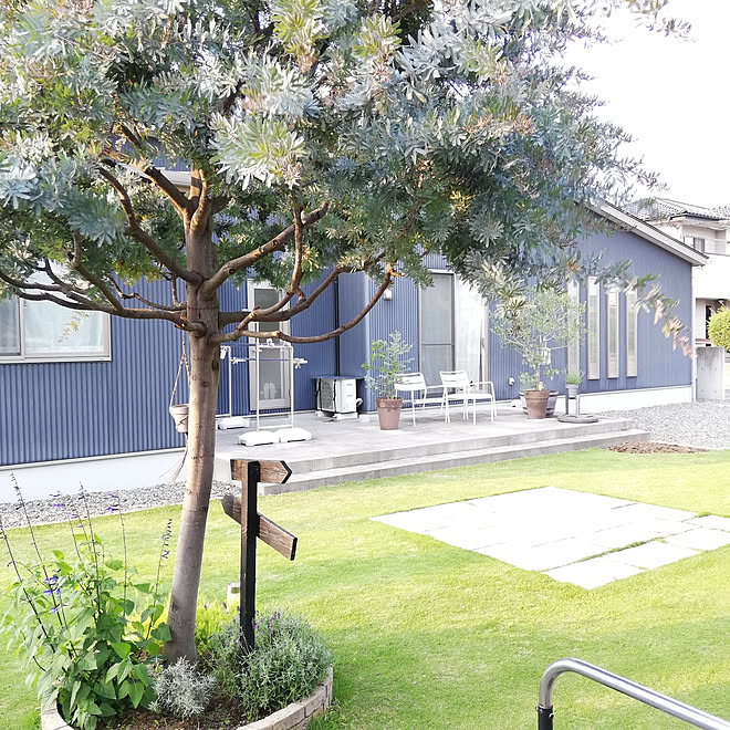 玄関 入り口 シンボルツリー ミモザ 芝生の庭 手作りの庭 などのインテリア実例 21 05 30 14 56 12 Roomclip ルームクリップ