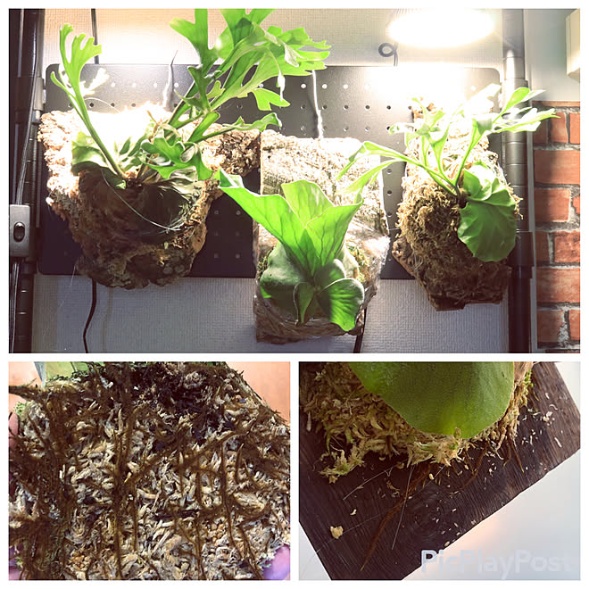 1ldk 1人暮らし コウモリラン ビカクシダ ビカクシダ板付け 一人暮らし などのインテリア実例 21 12 04 14 48 27 Roomclip ルームクリップ