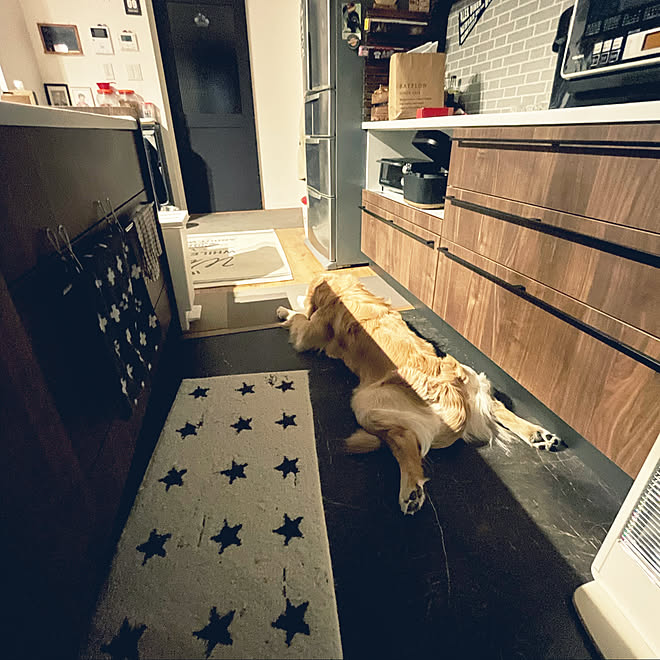 キッチンマット 男前に憧れる 犬と暮らす ゴールデンレトリバー キッチンのインテリア実例 22 03 09 56 26 Roomclip ルームクリップ