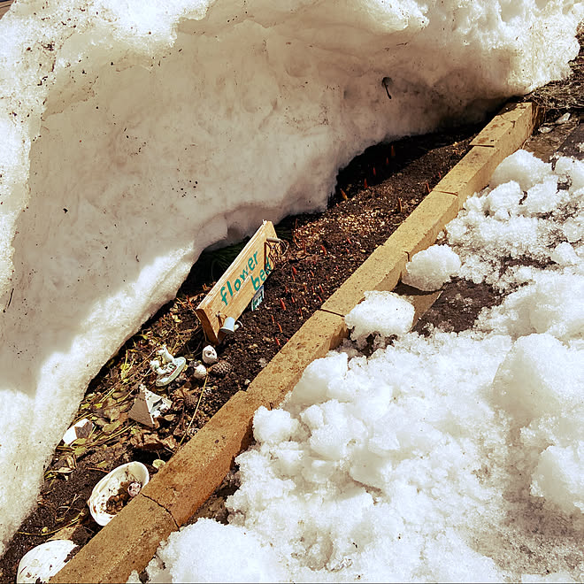 かまくら チューリップ 雪割り 植物のある暮らし 玄関 入り口のインテリア実例 21 03 15 11 18 43 Roomclip ルームクリップ