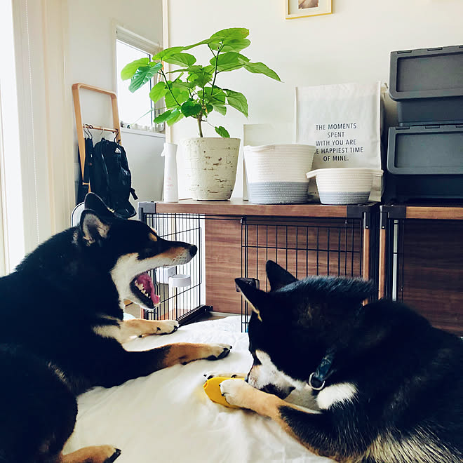 寝室の一角 カインズ観葉植物 カインズキャリコ ダイソー 柴犬と暮らす などのインテリア実例 10 01 12 59 23 Roomclip ルームクリップ