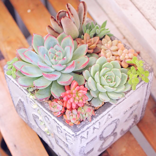 玄関/入り口/多肉寄せ植え/多肉植物寄せ植え/JUNK GARDEN/succulent&hellip;などのインテリア実例 20160109