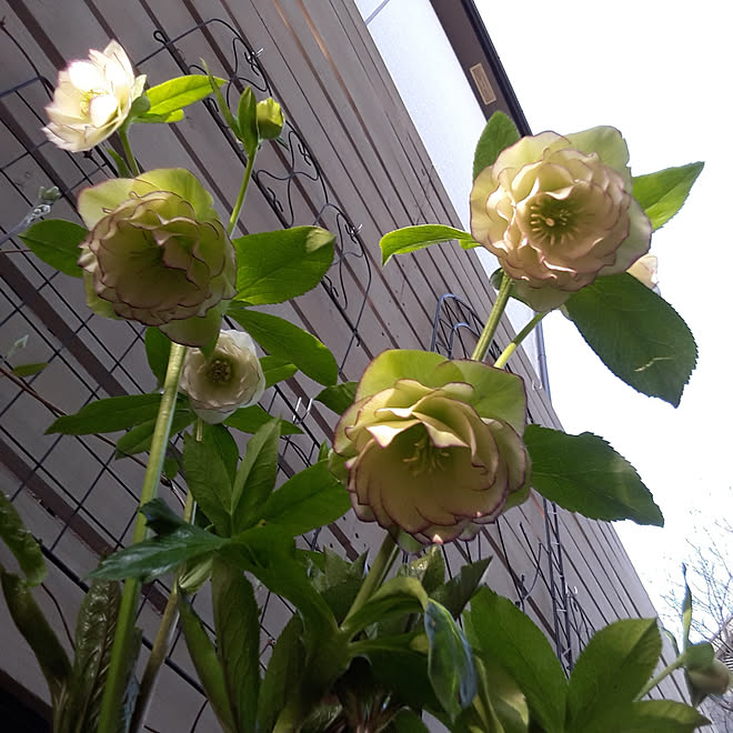 玄関 入り口 半日陰 シェードガーデン 花壇diy ガーデニング初心者 などのインテリア実例 22 03 17 07 01 30 Roomclip ルームクリップ 玄関 入り口 半日陰 シェードガーデン 花壇diy ガーデニング初心者 などのインテリア実例 22 03 17 07 01 30 Roomclip ルームクリップ