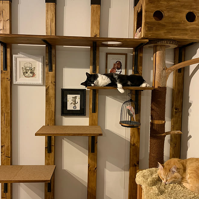 猫 2 4 キャットステップdiy キャットタワーdiy 手作り などのインテリア実例 04 16 14 13 51 Roomclip ルームクリップ 猫 2 4 キャットステップdiy キャットタワーdiy 手作り などのインテリア実例 04 16 14 13 51 Roomclip ルームクリップ