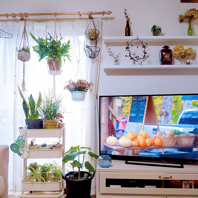 リビング 植物 カランコエテッサ ウンベラータ 花瓶 などのインテリア実例 21 01 23 13 14 48 Roomclip ルームクリップ