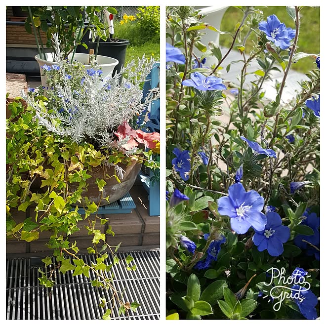 バス トイレ バストイレではありません 植物 北海道 ガーデニング などのインテリア実例 17 07 12 08 37 34 Roomclip ルームクリップ