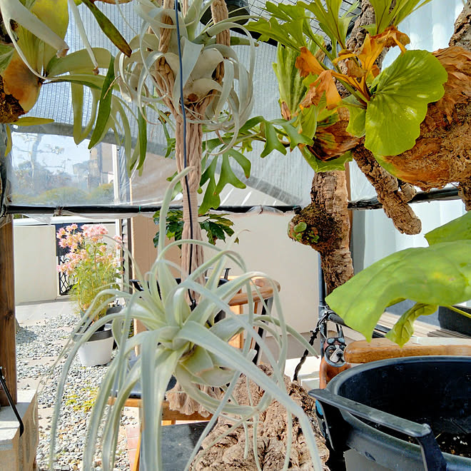 玄関 入り口 いいね フォローありがとうございます 熱帯植物 ビカクシダ コウモリラン などのインテリア実例 22 03 09 12 40 25 Roomclip ルームクリップ