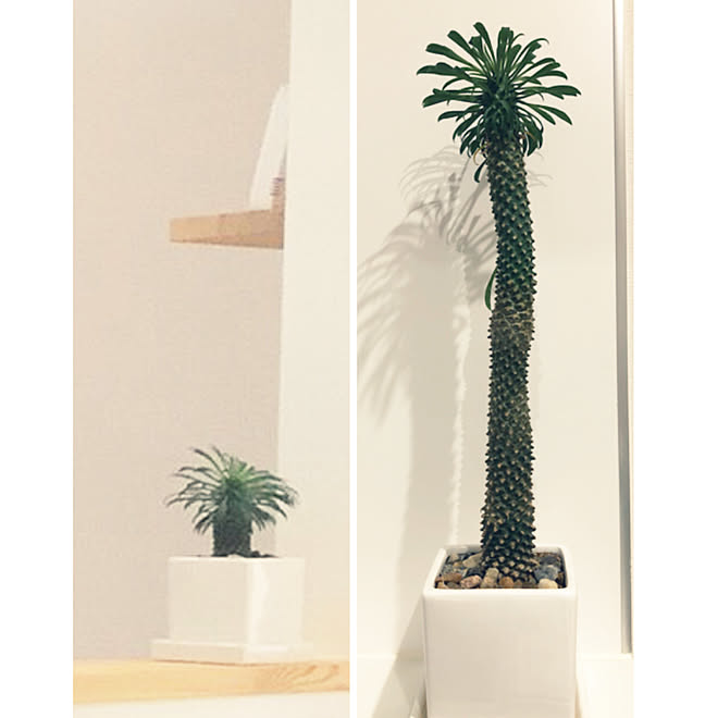 ソテツキリン キッチン ユーフォルビアパイナップルコーンのインテリア実例 18 05 18 00 35 59 Roomclip ルームクリップ