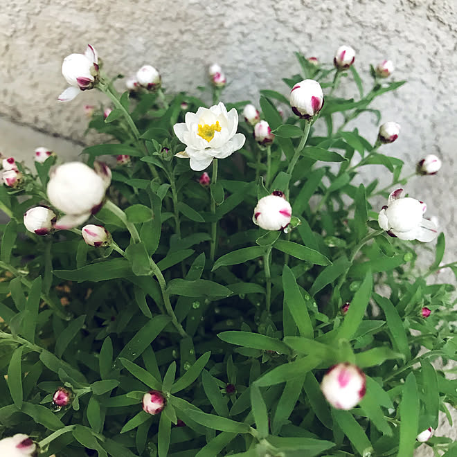 花かんざし 花のある暮らし 玄関 入り口のインテリア実例 19 03 13 12 12 15 Roomclip ルームクリップ