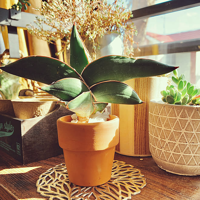 多肉植物 コースター パンクチュラータ 碧魚連 サンスベリア サムライドワーフ などのインテリア実例 21 02 06 00 18 24 Roomclip ルームクリップ