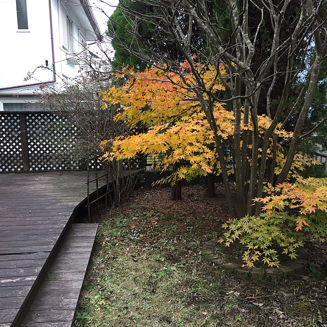 玄関 入り口 もみじ 株立ちヤマボウシ やまぼうし ウッドデッキ などのインテリア実例 17 11 27 23 47 48 Roomclip ルームクリップ