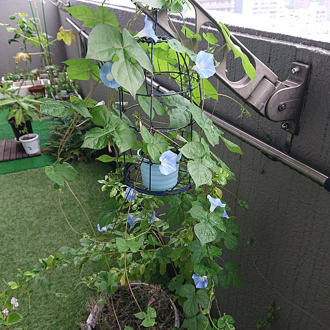 玄関 入り口 マンション暮らし 東向きベランダ ガーデニング初心者 植物のある暮らし などのインテリア実例 21 09 26 07 11 56 Roomclip ルームクリップ