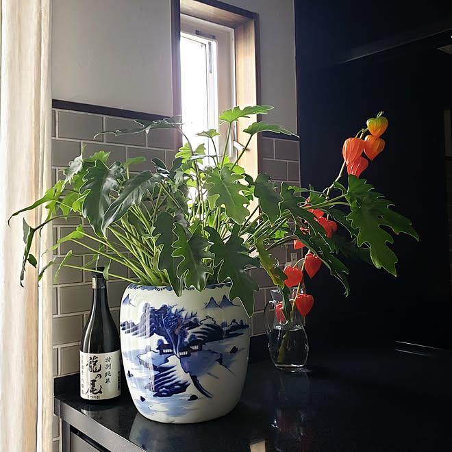 キッチン/観葉植物/名古屋モザイク ひだS/火鉢を鉢カバーに/ほおずきのインテリア実例 20200810 180007