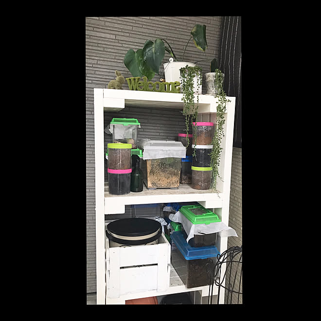 飼育ケース クワガタ 虫かご置き場 虫かごｄｉｙ 虫かご などのインテリア実例 19 07 22 19 31 02 Roomclip ルームクリップ
