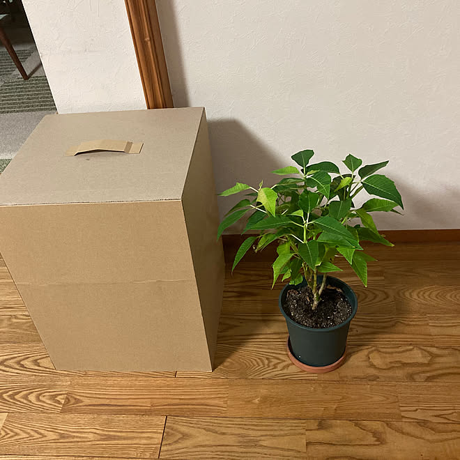 ダンボール ポインセチア いいね ありがとうございます 季節を感じる暮らし 見てくれてありがとうございます などのインテリア実例 10 25 18 18 08 Roomclip ルームクリップ ダンボール ポインセチア いいね ありがとうございます 季節を感じる暮らし 見てくれてありがとうございます などのインテリア実例 10 25 18 18 08 Roomclip ルームクリップ