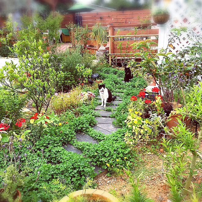 クローバー 庭ねこ ハンドメイド ガーデニング 観葉植物 などのインテリア実例 16 10 24 03 23 30 Roomclip ルームクリップ クローバー 庭ねこ ハンドメイド ガーデニング 観葉植物 などのインテリア実例 16 10 24 03 23 30 Roomclip ルームクリップ
