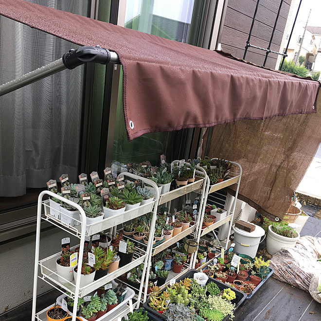 玄関 入り口 屋根 イージーガレージ 多肉植物 山善 などのインテリア実例 18 07 09 21 17 28 Roomclip ルームクリップ
