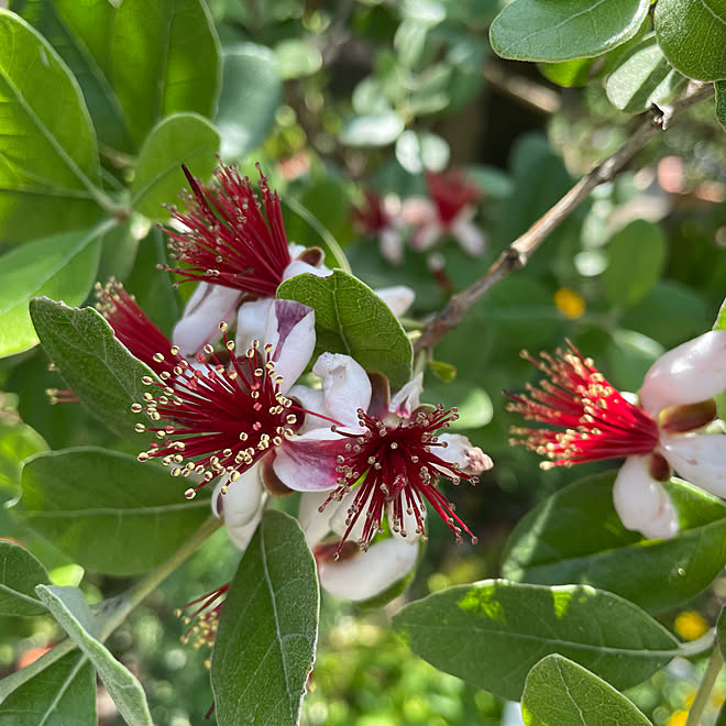 エディブルフラワー フェイジョア 花のある暮らし いいね ありがとうございます 季節を楽しむ暮らし などのインテリア実例 22 05 29 21 13 02 Roomclip ルームクリップ