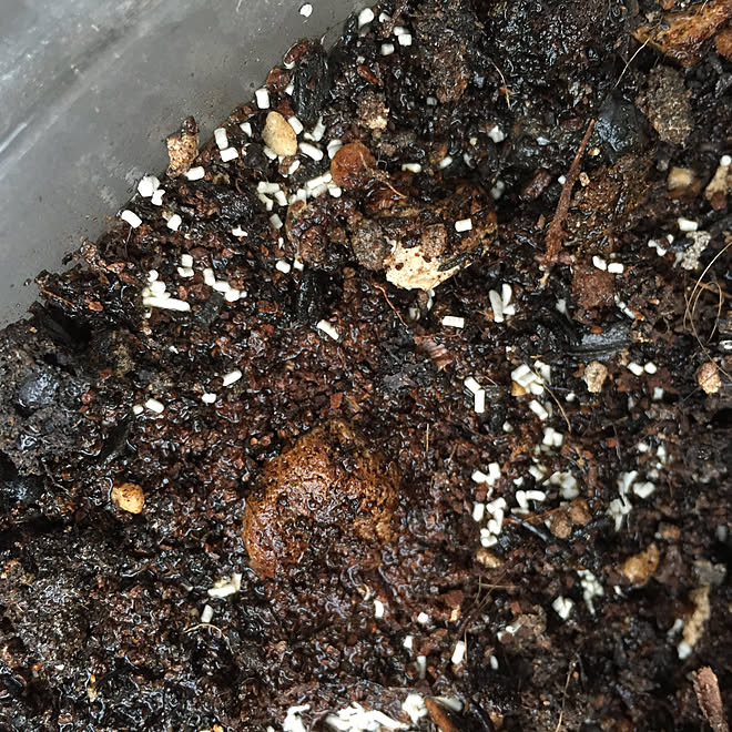 Botanice 多肉植物 観葉植物 殺虫剤 害虫駆除 などのインテリア実例 19 05 07 15 39 40 Roomclip ルームクリップ