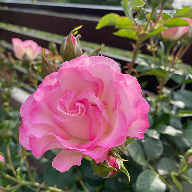 バラ 庭 ガーデニング 記録用 薔薇 などのインテリア実例 22 05 11 07 58 52 Roomclip ルームクリップ