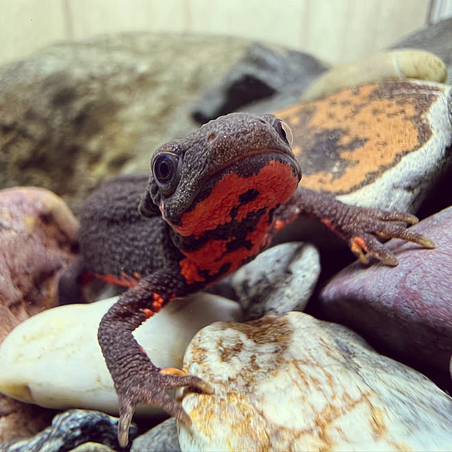 水槽のある暮らし 水槽のある部屋 アカハライモリ ペットと暮らすのインテリア実例 22 08 16 01 18 28 Roomclip ルームクリップ