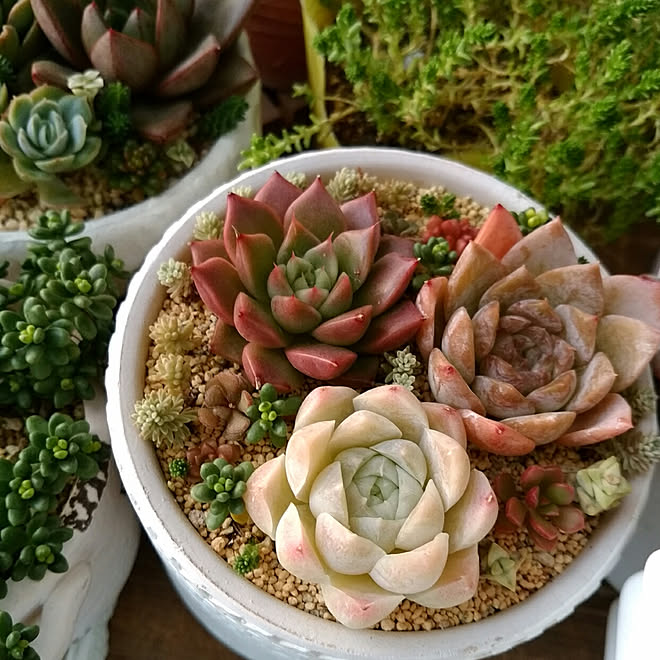 棚/NO GREEN NO LIFE/多肉植物 寄せ植え/癒し/多肉植物...などのインテリア実例 - 2019-11-14 17:00:57