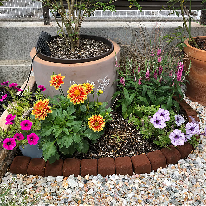 サイコロレンガ 新花壇 ダリア ペチュニア 庭のインテリア実例 21 06 18 14 28 02 Roomclip ルームクリップ