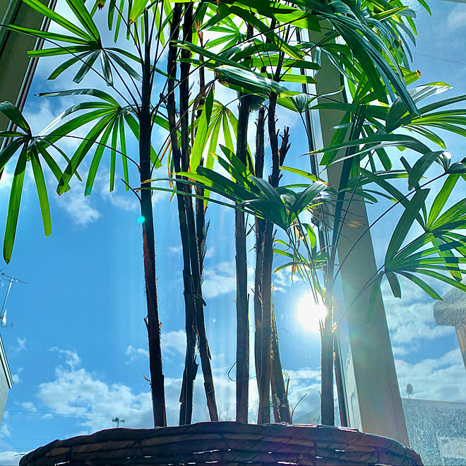 日光浴中の観葉植物 日光浴 観葉植物 シュロチク リビングのインテリア実例 11 27 17 13 46 Roomclip ルームクリップ 日光浴中の観葉植物 日光浴 観葉植物 シュロチク リビングのインテリア実例 11 27 17 13 46 Roomclip ルームクリップ