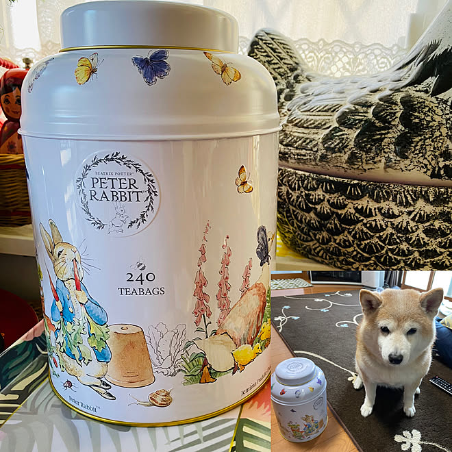 溺愛されてる犬 大きさ比較 Costco ピーターラビット かわいい缶コレクター などのインテリア実例 21 04 01 09 02 18 Roomclip ルームクリップ