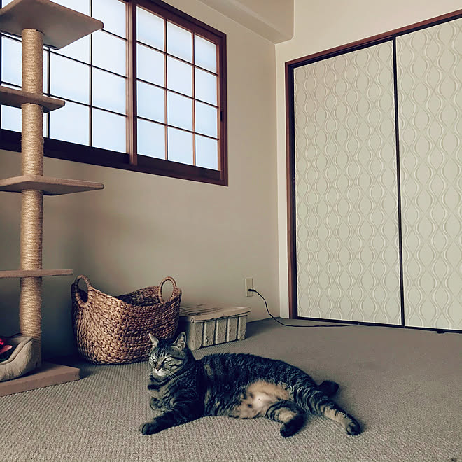 障子 壁紙屋本舗 ねこのいる日常 和室 ふすまリメイク などのインテリア実例 21 05 05 16 47 54 Roomclip ルームクリップ