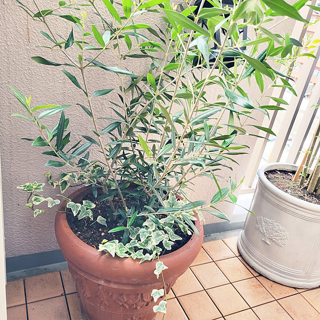 部屋全体 シンボルツリー カフェ風 ベランダガーデニング オリーブの鉢植え などのインテリア実例 22 07 18 11 30 08 Roomclip ルームクリップ