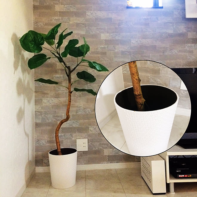 観葉植物 ニトリ フェイクグリーン リビング ウンベラータのインテリア実例 17 09 10 09 13 59 Roomclip ルームクリップ