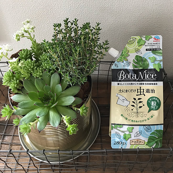 グリーンのある暮らし アースガーデン アース製薬 Botanice 多肉植物 などのインテリア実例 19 04 26 09 53 00 Roomclip ルームクリップ
