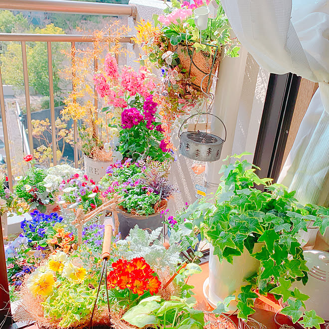 部屋全体/花のある暮らし/100均大好き/雑貨♡/ガーデニング&hellip;などのインテリア実例 20190223 115528