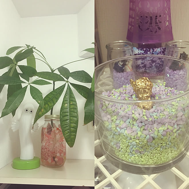 最高観葉 植物 ジェル ボール すべての美しい花の画像 最高観葉 植物 ジェル ボール すべての美しい花の画像
