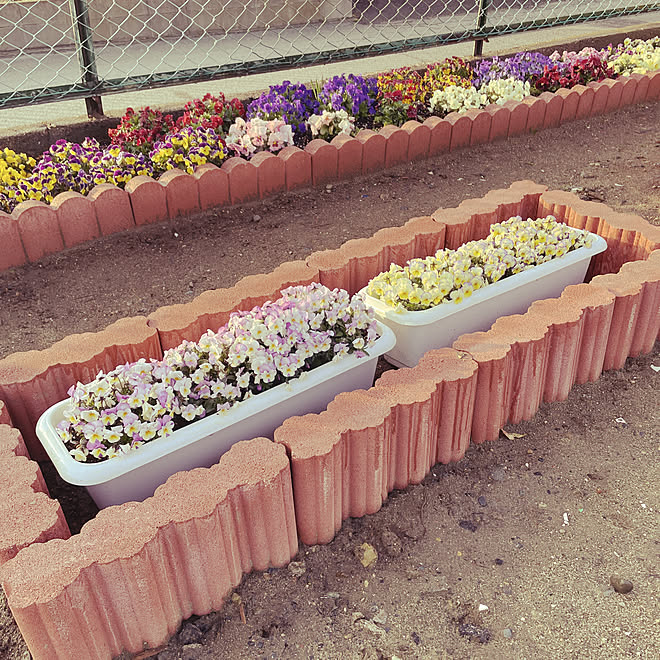ビオラ 鉢植え 花壇 花壇 手作り プランター栽培 などのインテリア実例 22 03 25 06 41 48 Roomclip ルームクリップ