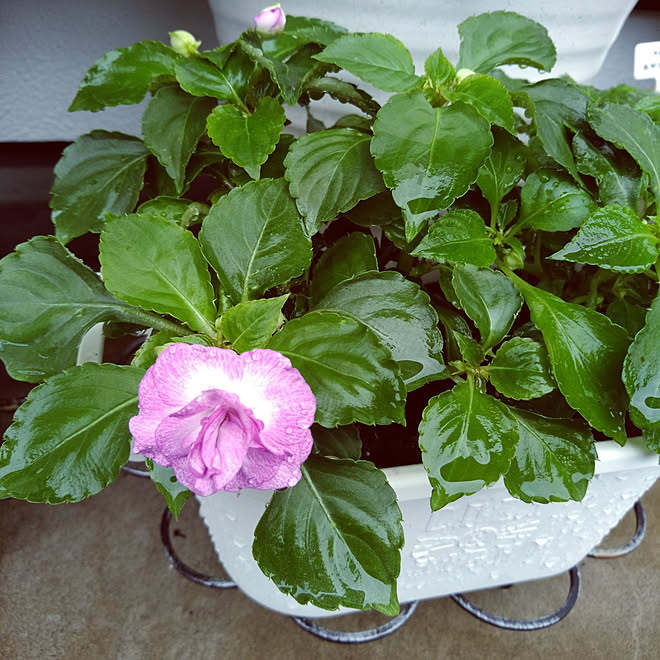 ガーデニング お花のある暮らし 植物のある暮らし スターダストラベンダー フィエスタのインテリア実例 21 07 03 09 36 35 Roomclip ルームクリップ ガーデニング お花のある暮らし 植物のある暮らし スターダストラベンダー フィエスタのインテリア実例 21 07 03 09 36 35 Roomclip ルームクリップ