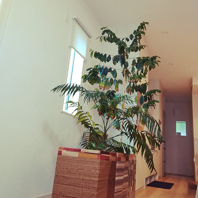 リビング シンボルツリー 100均 観葉植物 コーヒーの木 などのインテリア実例 21 05 16 10 10 47 Roomclip ルームクリップ リビング シンボルツリー 100均 観葉植物 コーヒーの木 などのインテリア実例 21 05 16 10 10 47 Roomclip ルームクリップ