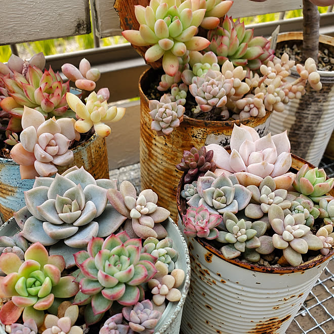 多肉植物 小さな庭 寄せ植え初心者 多肉いろいろ リメ缶のインテリア実例 19 12 22 13 56 38 Roomclip ルームクリップ