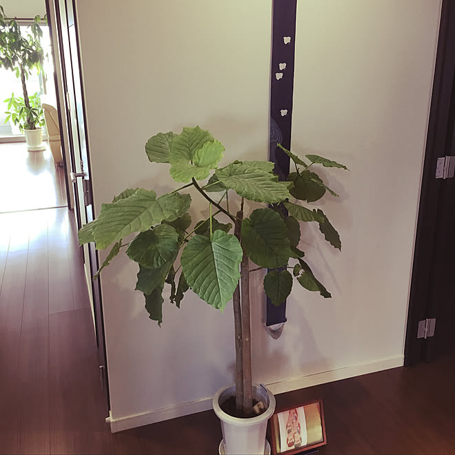玄関/入り口/和モダン/植物のある生活/観葉植物/アンティーク&hellip;などのインテリア実例 20180902 143159