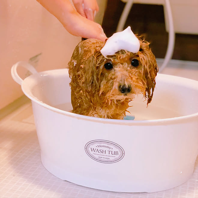 バス トイレ いぬのきもち たらい犬 お風呂大好き犬 いぬと暮らす などのインテリア実例 19 02 05 01 36 Roomclip ルームクリップ