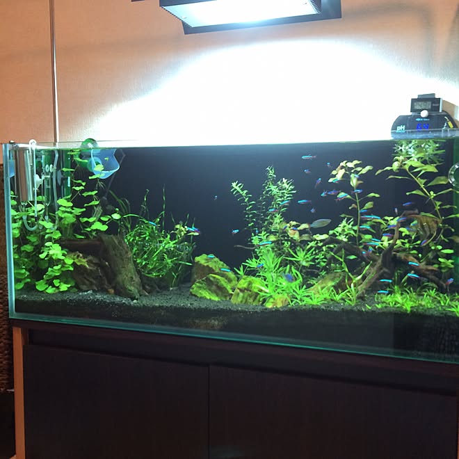 バス トイレ Ada アクアリウム 熱帯魚 緑のある暮らしのインテリア実例 17 02 07 14 41 27 Roomclip ルームクリップ