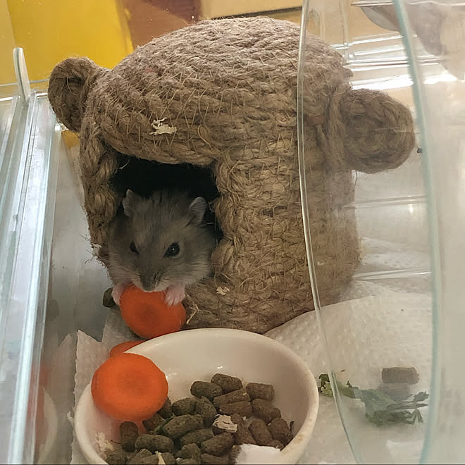 ジャンガリアンハムスター ハムスターケージ ハムスター ハムスターのお家 いつもいいね ありがとうございます などのインテリア実例 11 15 13 06 55 Roomclip ルームクリップ
